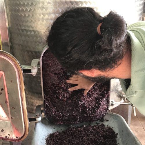 La vendemmia al Podere Lucagnolo