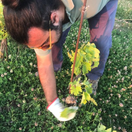 Niccolò nel vigneto del Podere Lucagnolo